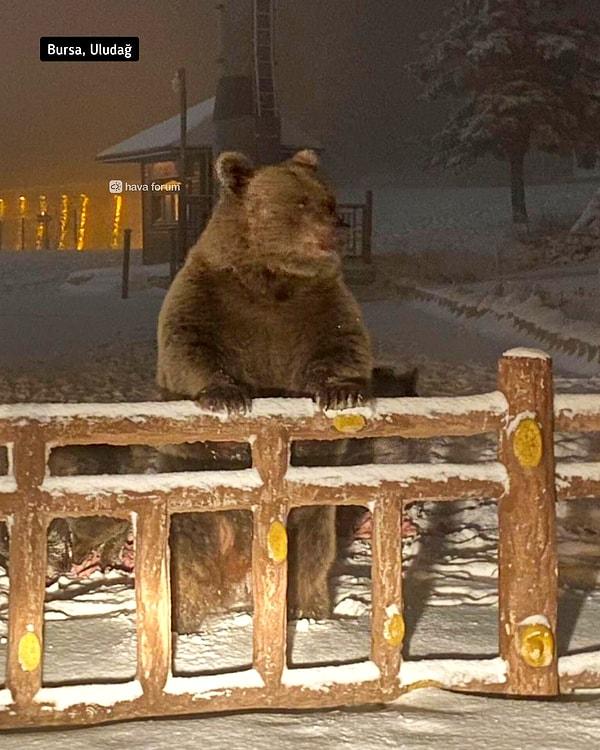 Uludağ'da kış uykusuna yatamayan ayı kendisini kaydeden vatandaşı kovaladı.