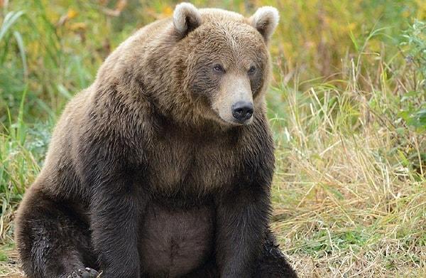 Ancak bu sene muhtemelen yeterince beslenemeyen ayıların bir türlü kış uykusuna yatamadığıyla ilgili pek çok haber gördük.