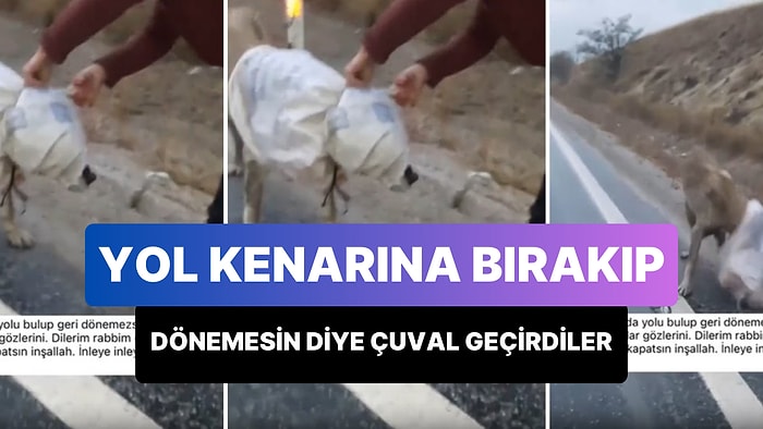 Otobana Bıraktıkları Köpek Yolu Bulup Geri Dönemesin Diye Başına Çuval Geçirip Ölüme Terk Ettiler!