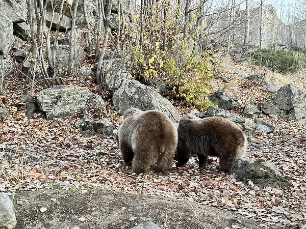 Bitlis'in Tatvan ilçesinde bulunan Nemrut Krater Gölü, son günlerde bölgede yaşayan ve insanların sık sık elle beslediği ayılarla gündeme geliyor.
