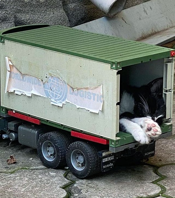 11. Oyuncak kamyonun uyuyan kedi...