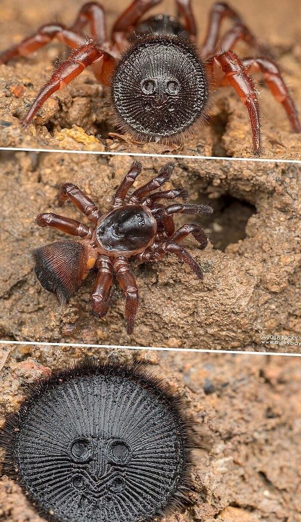 14. Dünya'nın en korkutucu örümcek türü diyebileceğimiz Mantar Kapaklı Trapdoor Örümceği.