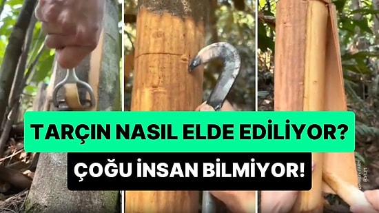 Mutfakların En Çok Tercih Edilen Baharatlarından Tarçın Nasıl Elde Ediliyor?