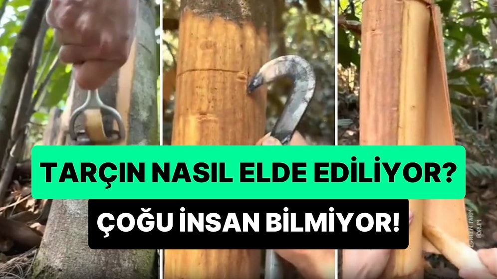 Mutfakların En Çok Tercih Edilen Baharatlarından Tarçın Nasıl Elde Ediliyor?
