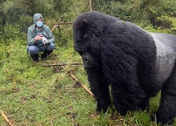 Bilim insanları, gorillerin kendilerine vurma seslerini kaydedip, fotogrametri tekniğiyle bu hayvanların vücut boyutlarını analiz ederek, gorilin boyutu ne kadar büyükse, çıkardığı sesin frekansının o kadar düşük olduğunu ortaya koydu.