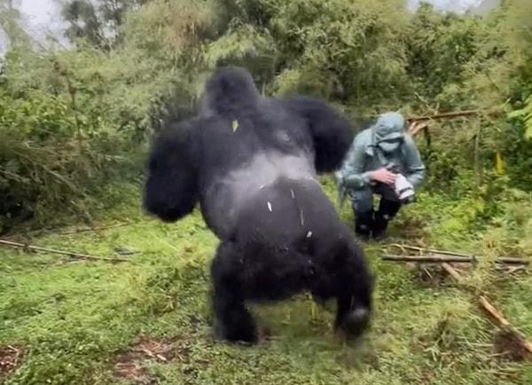 Bir belgesel fotoğrafçısı, bir gorilin göğsüne vurduğu anları canlı canlı kaydetti.
