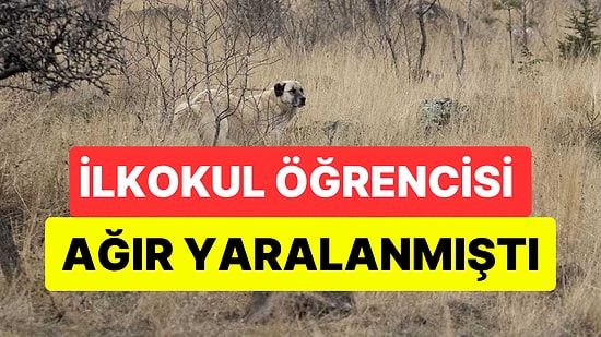 İçişleri Bakanı Ali Yerlikaya Ankara'daki Köpek Saldırısına Soruşturma Açıldığını Duyurdu