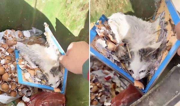 Bir kedi, çöpe atılan yapışkan bir kartona yapıştı.
