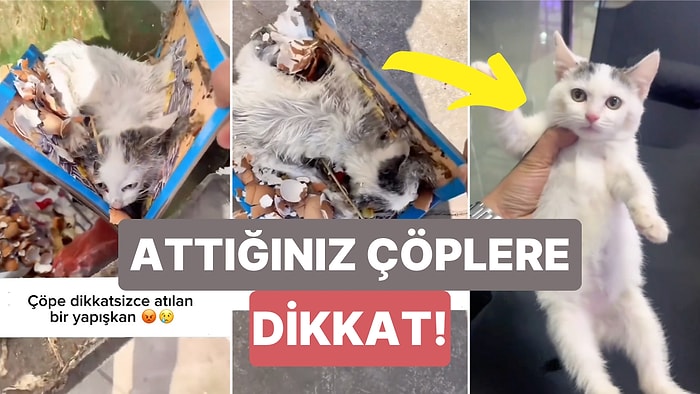 Çöpe Atılan Yapışkan Bir Madde Yüzünden Ölmek Üzere Olan Bir Kedi Tesadüfen Bulunarak Hayata Döndürüldü