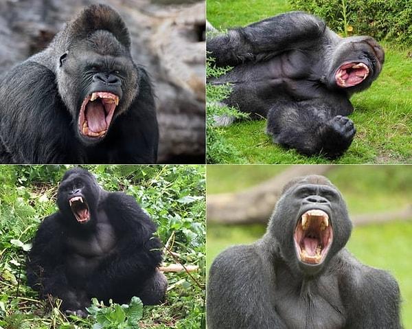 4. Gorillere asla bulaşılmaması gerektiğini kanıtlayan bu fotoğraf:
