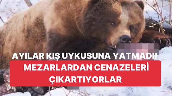 Korkutan Olay! Kış Uykusuna Yatmayan Ayılar Mezarları Kazıyor