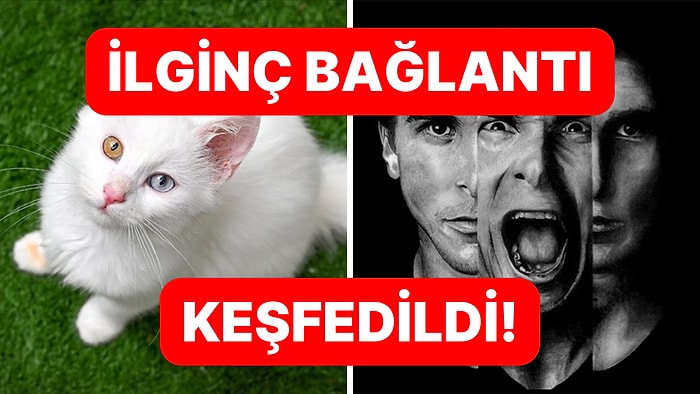 Kedi Sahipliği ile Şizofreni Arasında Bağlantı Bulundu!