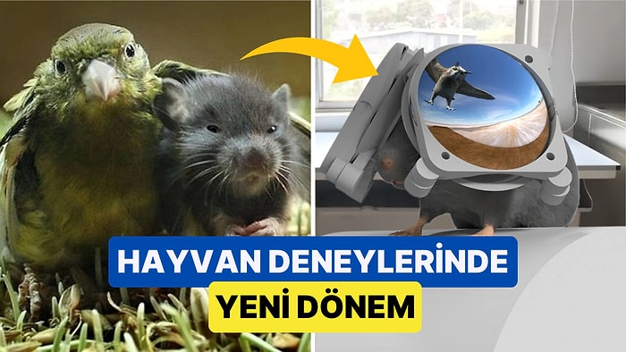 Özel Üretilen Sanal Gerçeklik Gözlükleriyle Farelerin Vahşi Yaşamda Nasıl Hayatta Kaldıkları Anlaşıldı