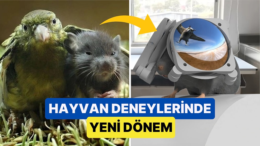 Özel Üretilen Sanal Gerçeklik Gözlükleriyle Farelerin Vahşi Yaşamda Nasıl Hayatta Kaldıkları Anlaşıldı