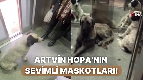 Artvin Hopa’da Yapılan 50 Metrelik Asansörü İnsanlardan Çok Kullanan Sevimli Köpekler