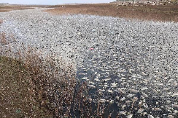 Barajın Tüzel Mahallesi'ndeki kıyısında ve dere yatağında ölü balıkları gören vatandaşlar, durumu yetkililere bildirdi.