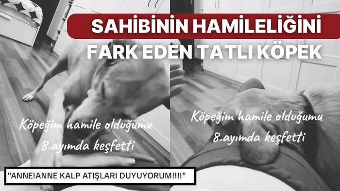 Sahibinin Hamileliğinin 8. Ayında Yeni Bir Arkadaşı Olacağını Fark Eden Köpeğin Tatlı Telaşı