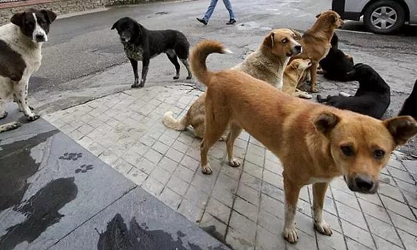 Kullanıcı Twitter hesabından yaptığı açıklamada, yurt dışından 'timsah' siparişi verdiğini duyurdu ve bunun başıboş köpek sorununa bir tepki olduğunu belirtti.