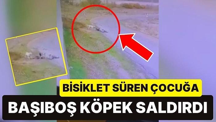 Ankara’da Bisiklet Süren Çocuğa Başıboş Köpek Saldırdı