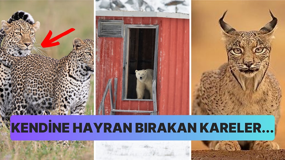 2023 NBP Ödülleri Sahiplerini Buldu: Doğanın Güzelliğini Gözler Önüne Seren En İyi 47 Fotoğraf