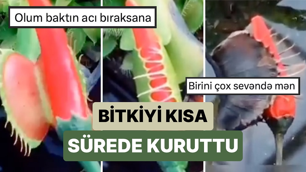 Et Yiyen Bitki Olarak Bilinen Sinekkapan Bitkisine Acı Biber Vererek Zaman İçindeki Değişimi Gözlemlendi
