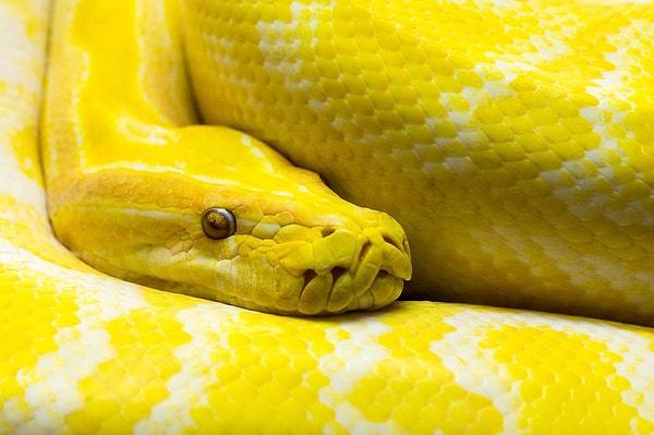 Yellow Snakes: Wisdom, Clarity, and Enlightenment: