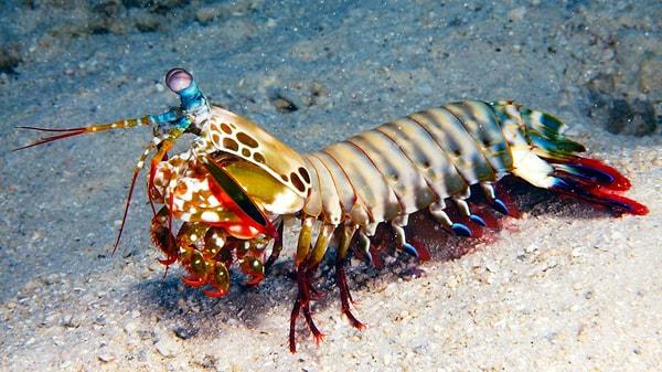 Mantis Shrimp – The Super Punch