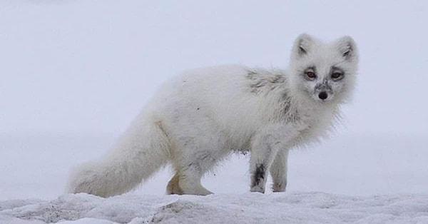 The Arctic Fox – The Thermal Chameleon