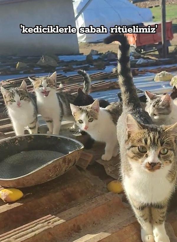 Hayvanlarla arasındaki güçlü diyaloğuna hayran bırakan Muhammed adlı kullanıcı, penceresini açıp günaydın dediği anda kedilerin geldiği anları kaydetti.