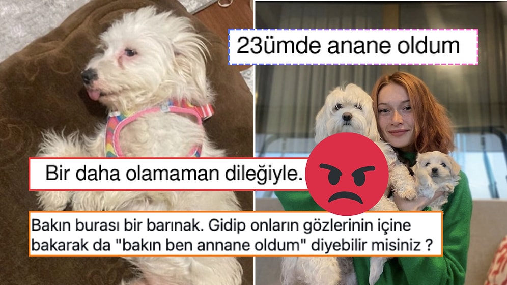 Bir Kullanıcının Cins Köpeğinin Yavruladığını Duyurması Üzerine Sosyal Medyada Ortalık Toz Duman Oldu