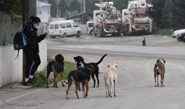 Ankara Valisi Vasip Şahin imzasıyla Büyükşehir Belediyesi ile 25 ilçe belediyesine "acele" koduyla sokak köpeklerine ilişkin bir yazı gitti.
