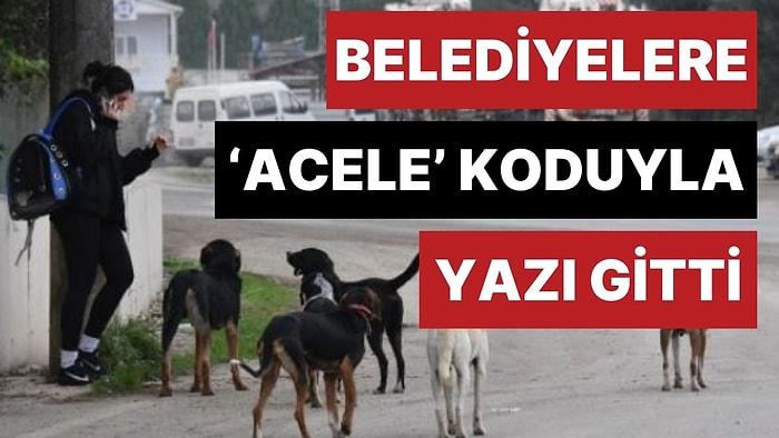 Ankara'da Valilikten Belediyelere 'Acele' Koduyla Sokak Köpekleri İçin Yazı Gitti!