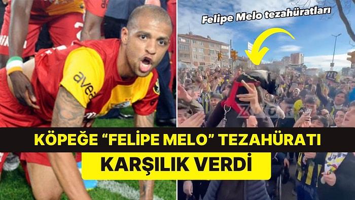 Köpekle Tezahürat Yapan Fenerbahçeli Taraftarlara Melo'dan Cevap: "Sahasında Kupa Kaldırdığımın Çocukları"