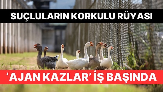 Brezilya'da Hapishane Mahkumların Kaçmasını Engellemek İçin "Ajan Kazlar"ı Kullanmaya Başladı