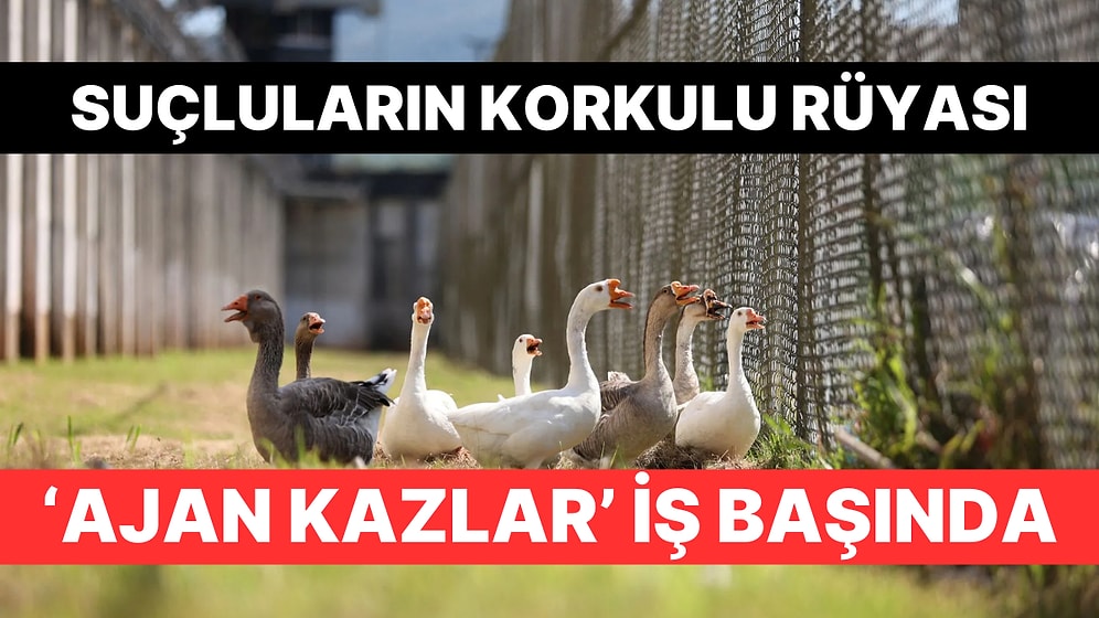 Brezilya'da Hapishane Mahkumların Kaçmasını Engellemek İçin "Ajan Kazlar"ı Kullanmaya Başladı