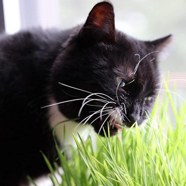 7. Kedilerinizin ev bitkilerinizi yemesini önleyecek bir kedi çimi yetiştirme seti.