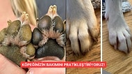 Köpek Sahiplerinin Karşılaşabileceği Beklenmedik Durumlar İçin Pratik Çözümler