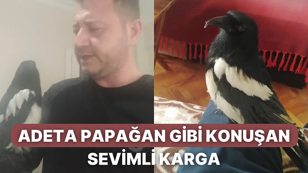 Sahibi Sayesinde Adeta Papağan Gibi Konuşmayı Öğrenen Akıllı Karga Şakir Sosyal Medyada Viral Oldu