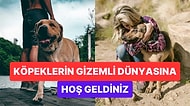 Hamilelikten Koronavirüse! Köpeklerin Koku Duyusu Hakkında Daha Önce Duymadığınız Bilgiler