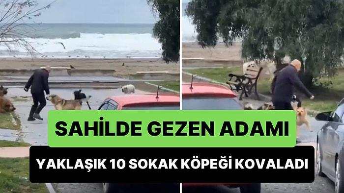 Samsun'da Sahilde Yürüyen Adam Yaklaşık 10 Sokak Köpeği Tarafından Kovalandı