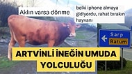 Ucuz Telefon mu Batum'da Takılmaca mı? Gürcistan'a İltica Eden Artvinli İneğe Gelen Tepkiler Yüzümüzü Güldürdü