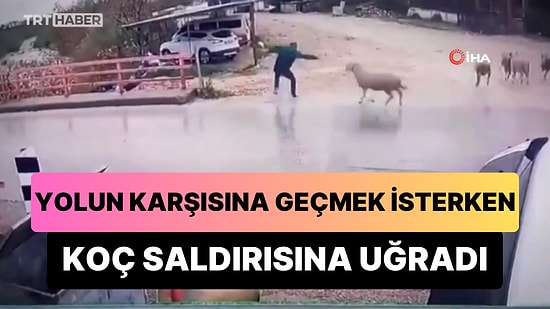 Yolun Karşısına Geçmek İsterken Koç Saldırısına Uğrayan Adam Kendini Yerde Buldu