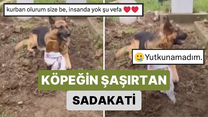 Sahibi Öldüğü Günden Beri Neredeyse 2 Aydır Mezarı Başından Ayrılmayan Köpeğin Duygulandıran Sadakati