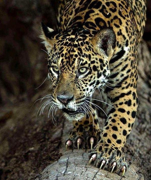 14. Pençeleriyle bir dokunuşta kesebileceği açıkça belli olan bir jaguar: