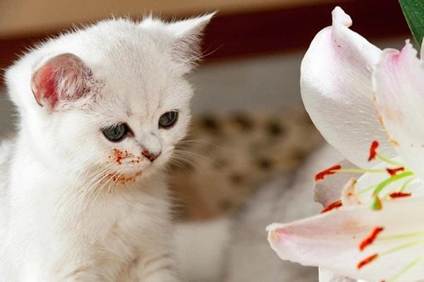 15. Kedi dostunuzla birlikte yaşıyorsanız, evinize zambak çiçeği almayın. Kediler için zehirli bir çiçek.