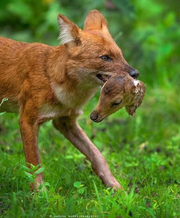3. Bir geyik yavrusunu öğle yemeği yapmış bir tilki: