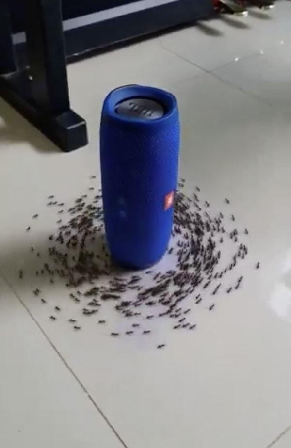 Karıncaların hoparlör çevresinde döndüğü anlar sosyal medyada viral oldu.