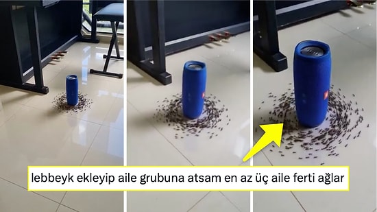 Çalan Şarkıyla Transa Geçen Karıncalar Hoparlörün Etrafını Tavaf Etti