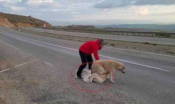 Silvan ilçesindeki tarihi Malabadi Köprüsü’ne gezi için giden Adnan Ateş, dönüşte Bitlis karayolunun 7. kilometresinde torba içerisine koyulup ölüme terk edilen köpeği fark etti.