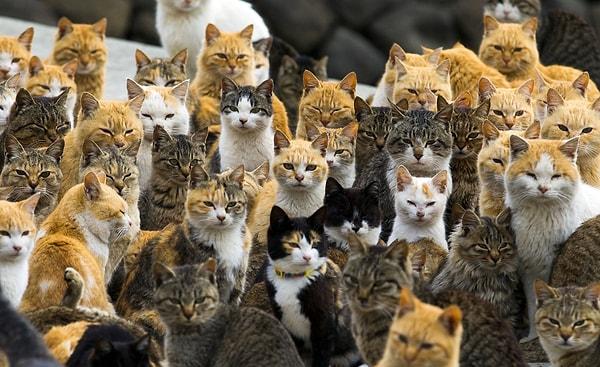 11. Japonya'da bir ada olan Aoshima, 'Kedi Adası' olarak bilinmektedir ve bu adada yalnızca birkaç düzine insan yaşarken yüzlerce kedi yaşam sürdürmektedir.